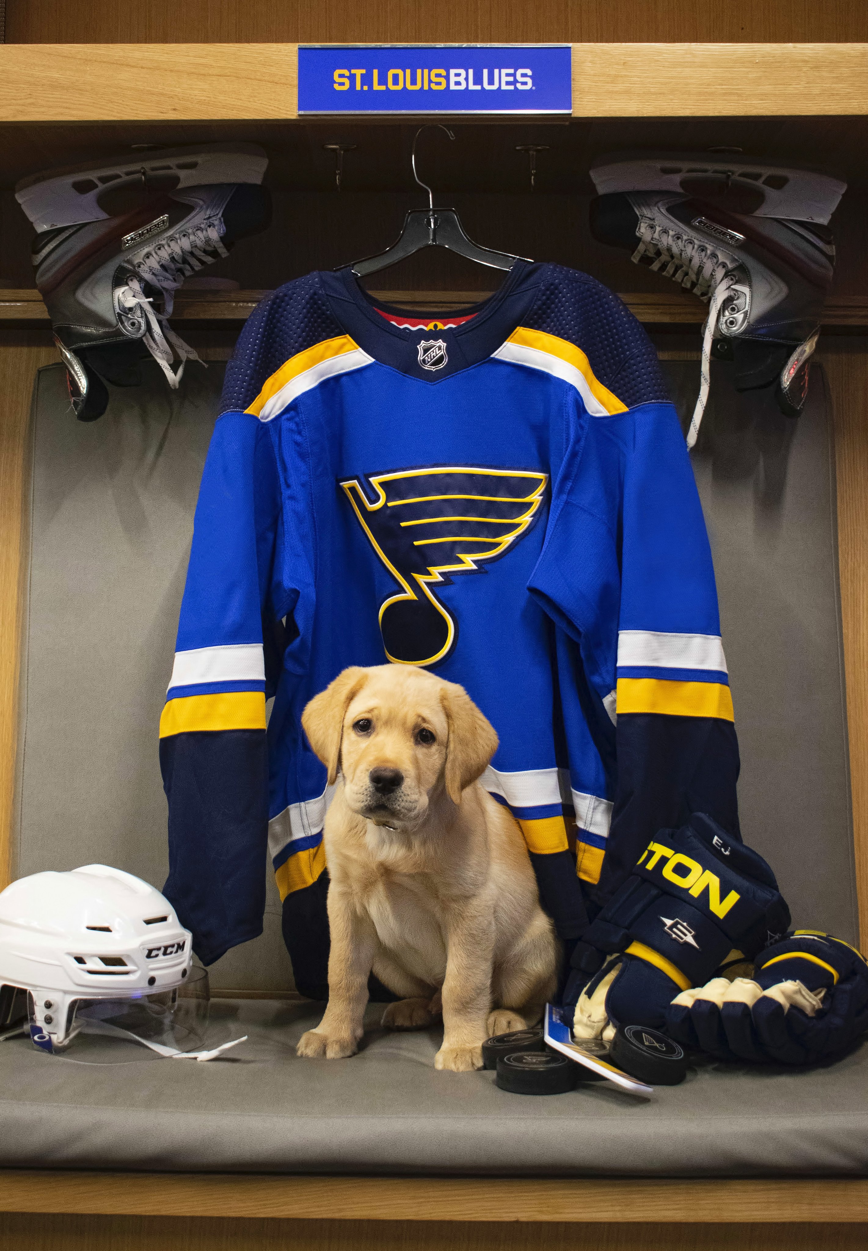 St. Louis Blues Pet Jersey