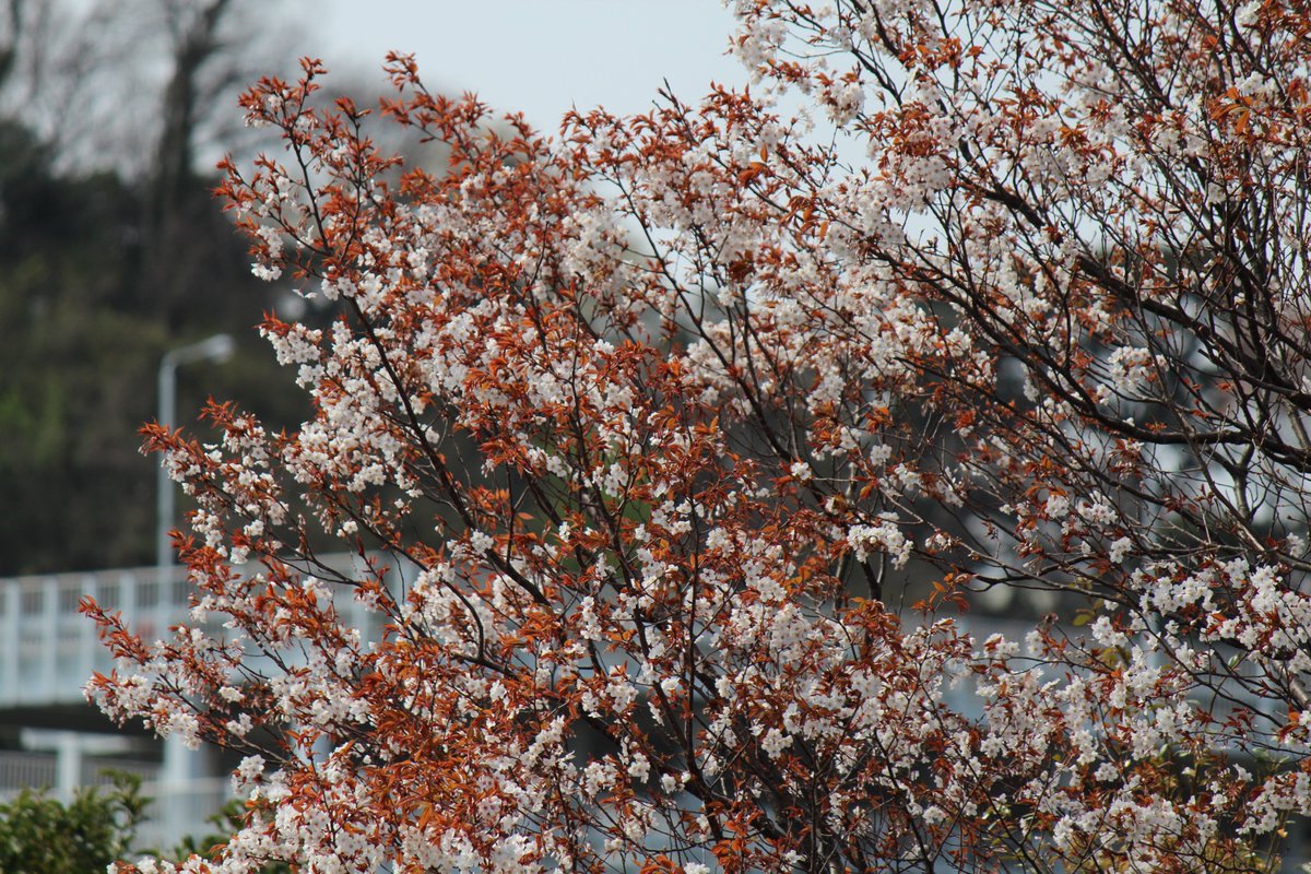 The Rhs Beautiful Thank You For Sharing The Rhs Beautiful Thank You For Sharing