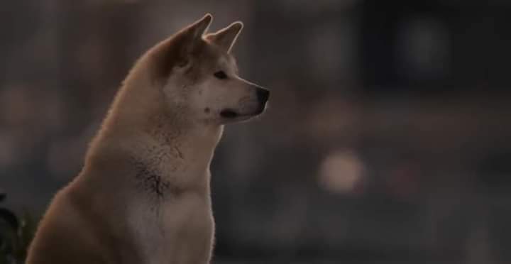 Amanda_ofc6's tweet photo. como o coronavírus vai me matar se eu já morri quando Parker morreu e Hachi ainda continuava esperando ele na estação? https://t.co/p8z62wmjxi