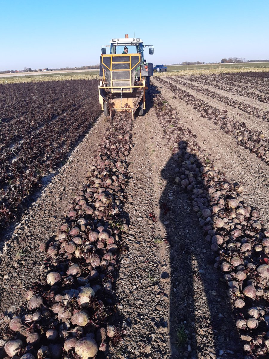 Rode bieten(kroten) 
Nieuwe oogst .
Zeer goede kwaliteit.
Ras pablo.
Bij interesse bel 0653295575.
Delen aub.