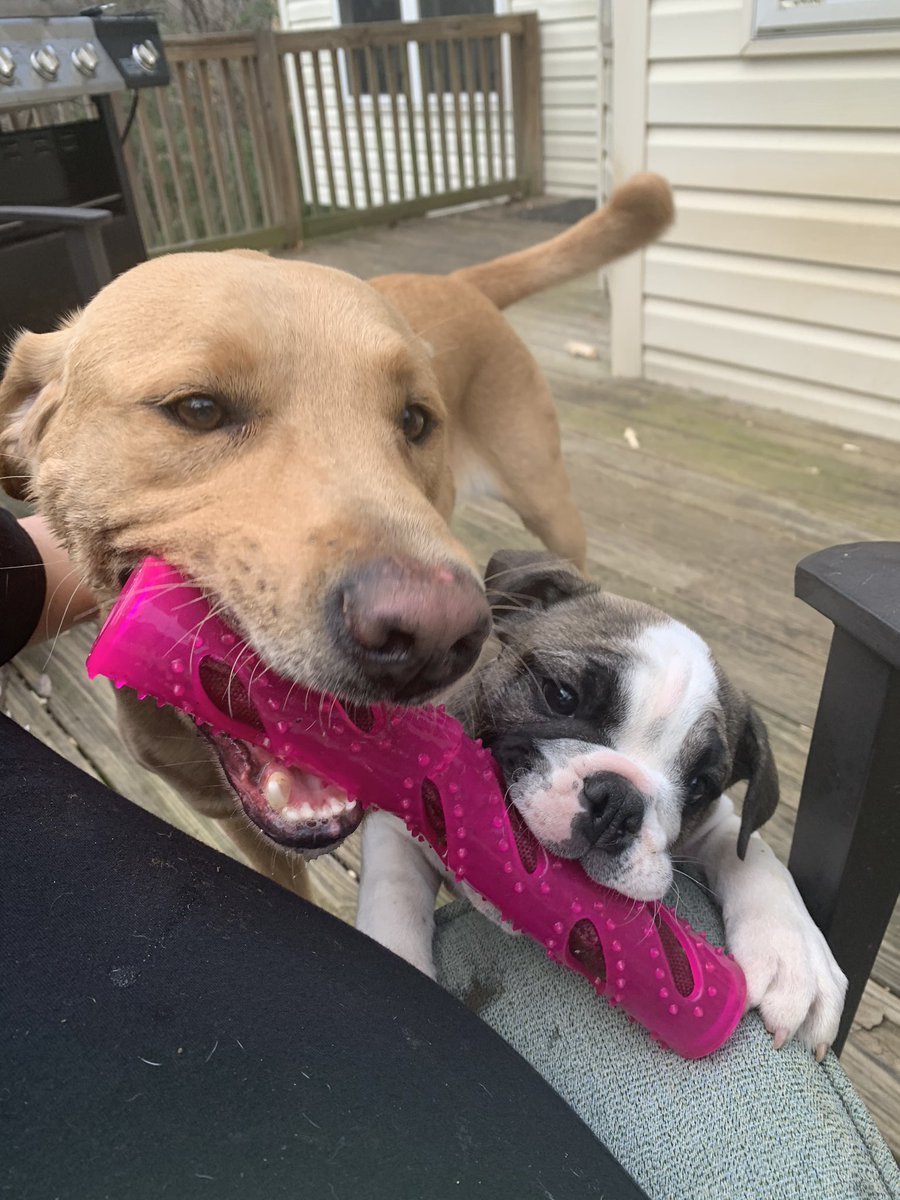 AngCan517's tweet image. Greetings from Leo and Stella! #gooddaydc #NationalPuppyDay