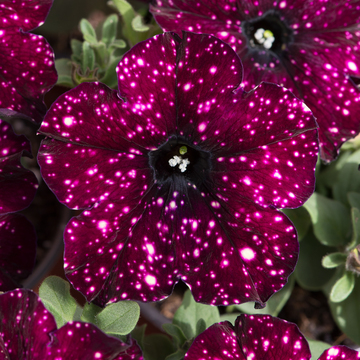 WonderPlants tweet picture