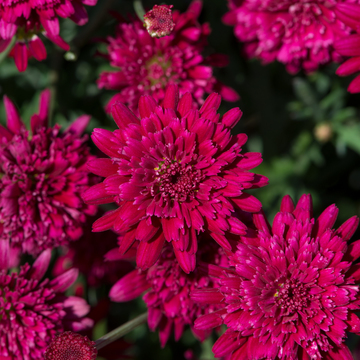 WonderPlants tweet picture