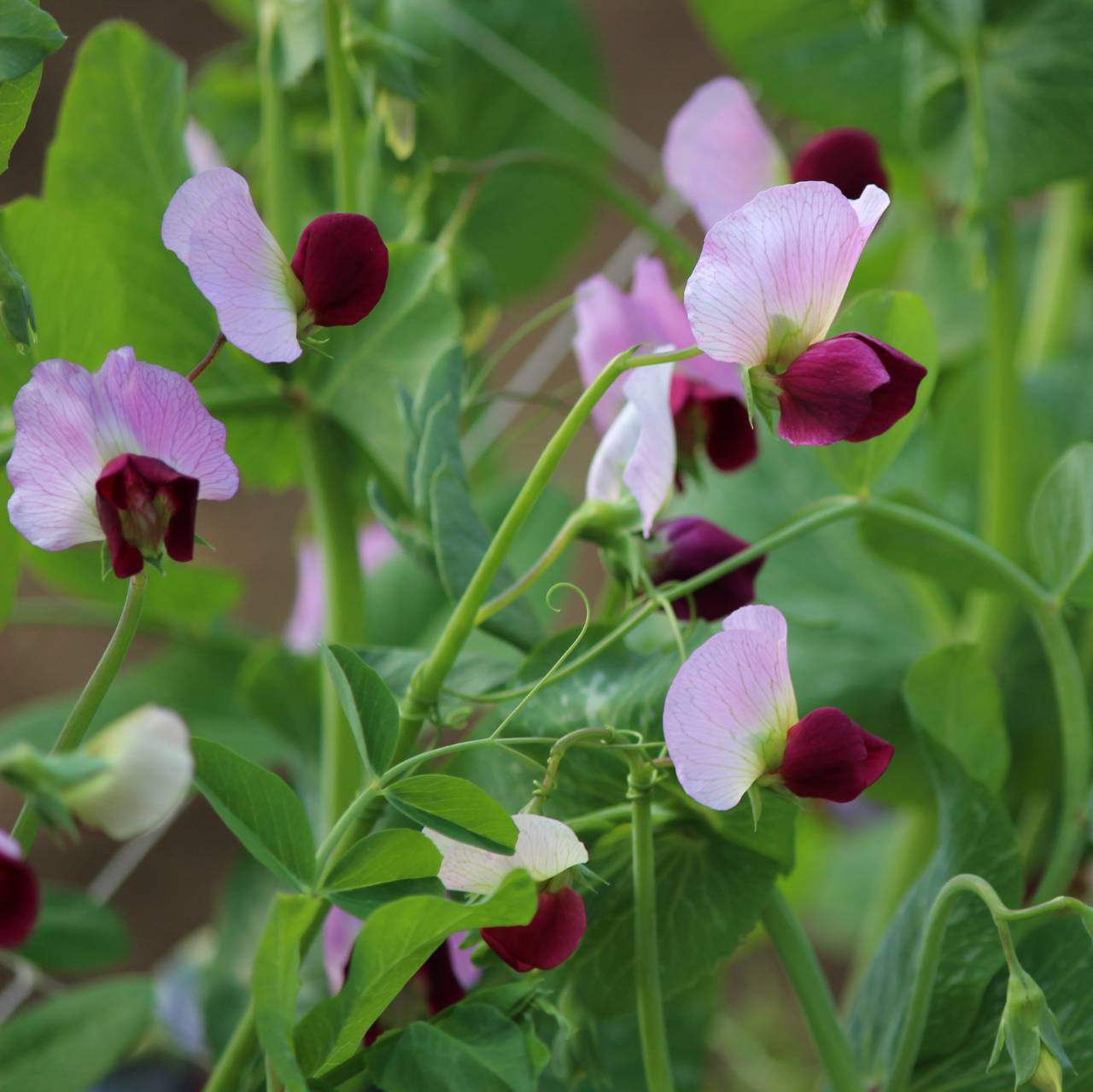 開歌 かいか こんばんは ノ お花紹介305 豌豆 エンドウ えんどう豆の花だよ 花言葉はいつまでも続く楽しみなど 豌という字は曲がりくねるという意味で つるが曲がりくねり豆を実らせることからえんどうとつい 開歌 かいか こんばんは ノ お花紹介305 豌豆 エンドウ えんどう豆の花だよ 花言葉はいつまでも続く楽しみなど 豌という字は曲がりくねるという意味で つるが曲がりくねり豆を実らせることからえんどうとつい