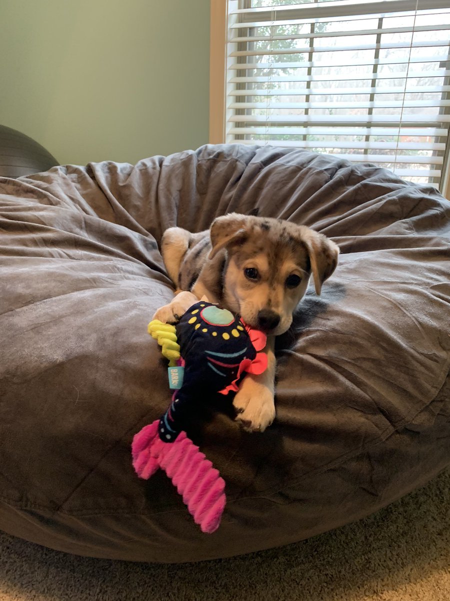 mjetton's tweet image. It’s #NationalPuppyDay so here’s a few of my favorite pups!