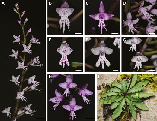 BotJLinnSoc's tweet image. #Morphometrics and #molecularphylogenetics of the African orchid genus #Stenoglottis (#Orchidaceae: #Orchidoideae)
Phillips &amp;amp; Bytebier. #Orchids #Africa.
doi.org/10.1093/botlin…
