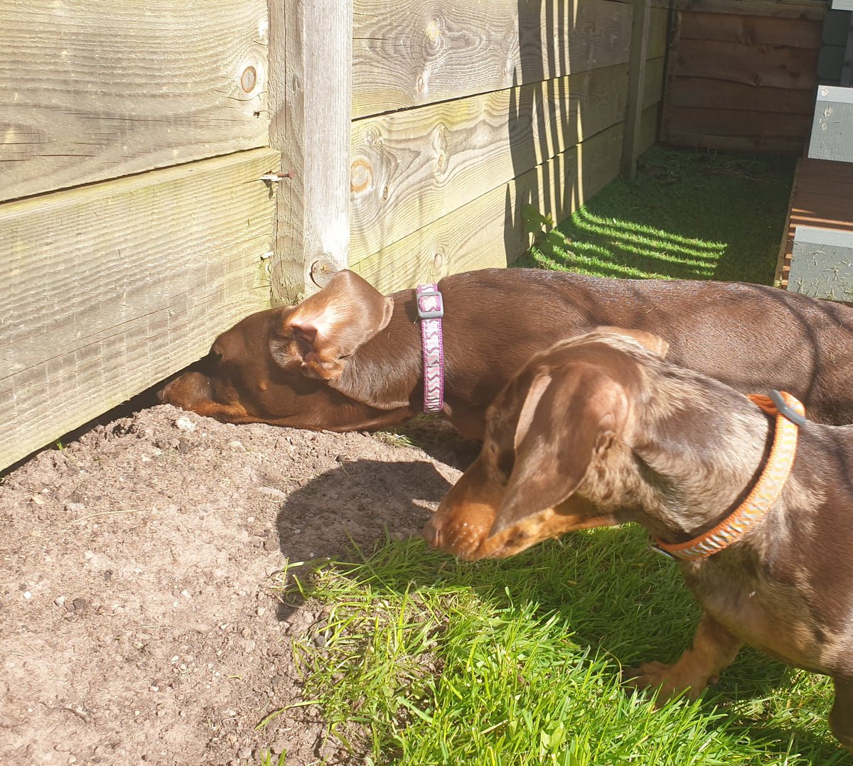 ediesausage's tweet image. Working from home: Day 1 🐭☀️💤

#dogsoftwitter #sausagearmy #k9sgoviral #SocialDistancing #SelfIsolation #selfisolatingsausage #WorkingFromHome #StayHome