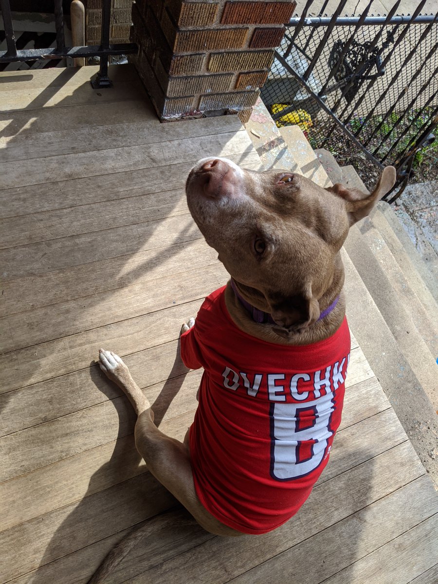 Capitals's tweet photo. Sharing our staff photos of their good boys and girls for #NationalPuppyDay rocking the red, reply with yours! ⤵️ https://t.co/NIl5E0EjPM