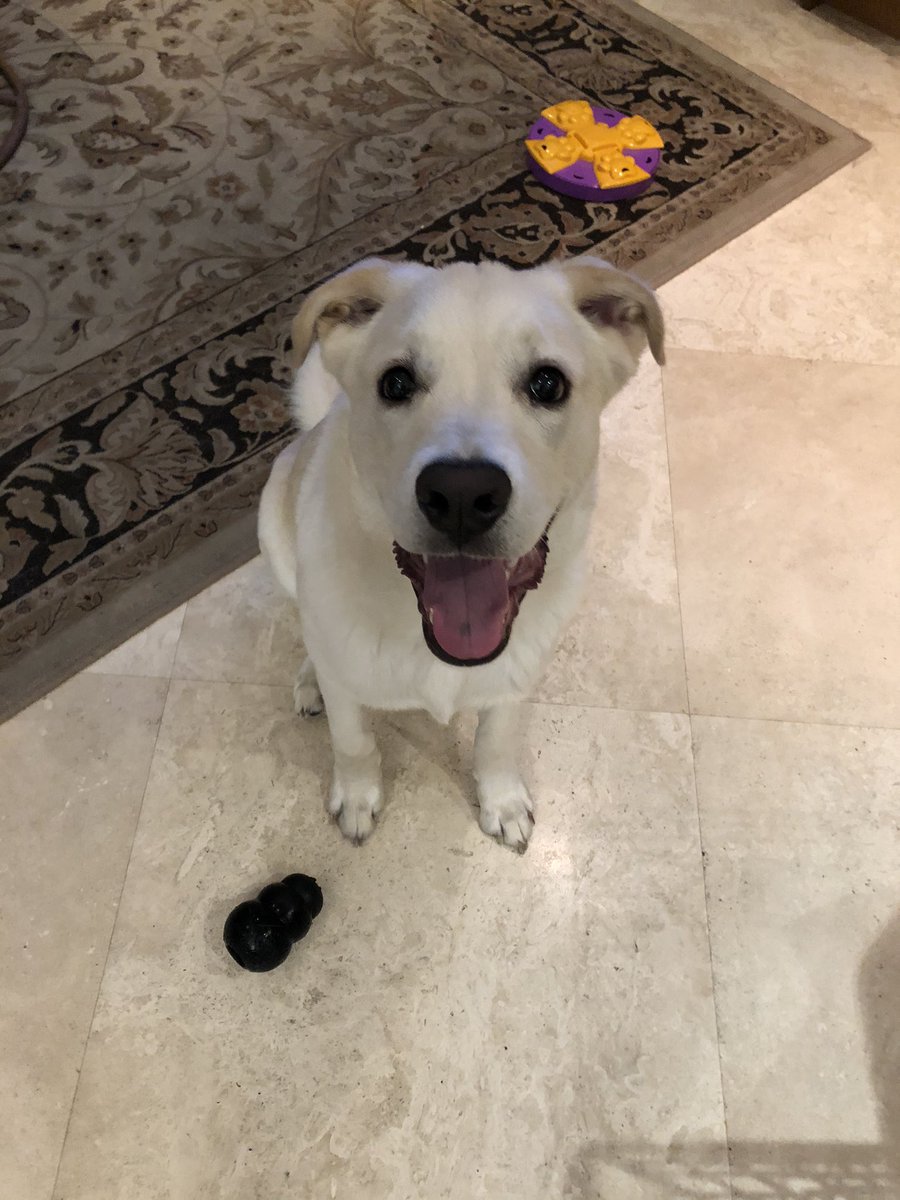 _alitaylor's tweet photo. @UF This is Oliver! https://t.co/sgpKEMSjd0