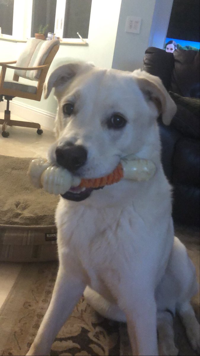 _alitaylor's tweet photo. @UF This is Oliver! https://t.co/sgpKEMSjd0