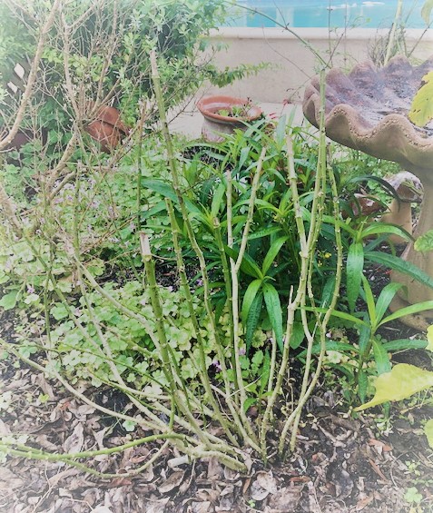 debkukuk's tweet photo. I'm getting outside and observing the Monarch caterpillars devouring Milkweed in my garden.
~Mrs. Johnson @BayEaglesSoar #bayeagleslearn https://t.co/dPveaKhTCm