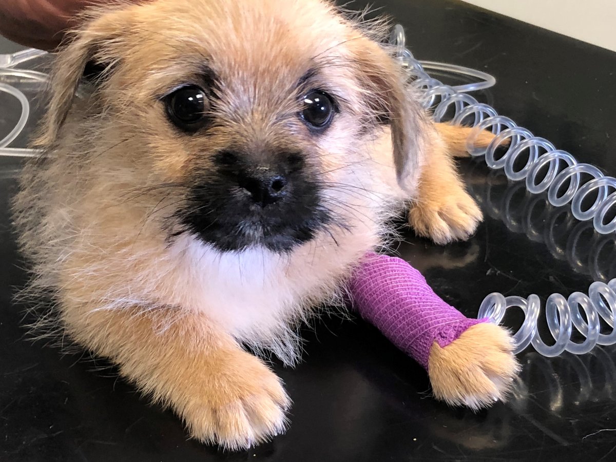 nspca_longford's tweet photo. On #NationalPuppyDay, we're encouraging the public to consider adopting a pet & not to buy or give a puppy as a present. A thought provoking #IPAAG video demonstrates how easily it is to be fooled by unscrupulous breeders.
Visit https://t.co/GtVg1guX5e
#PuppyDotCon #PuppyDay https://t.co/XDZkyVnD6C