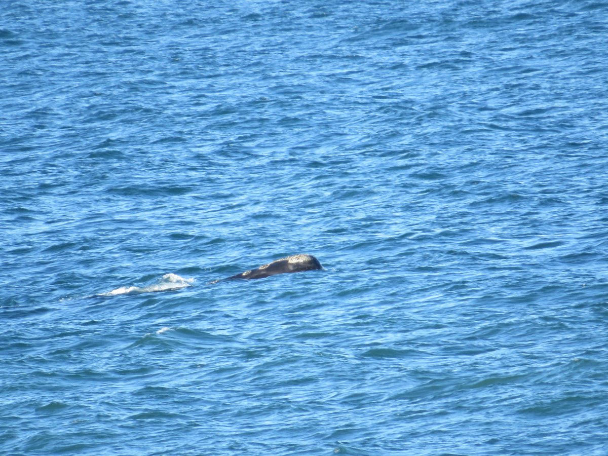 Some good news for your feed: A North Atlantic right whale spotted off the coast of Nahant, MA over the weekend! Wishing these endangered creatures safe passage up the coast! Learn more about the history of right whales and the plight they face: clf.org/blog/an-illust…