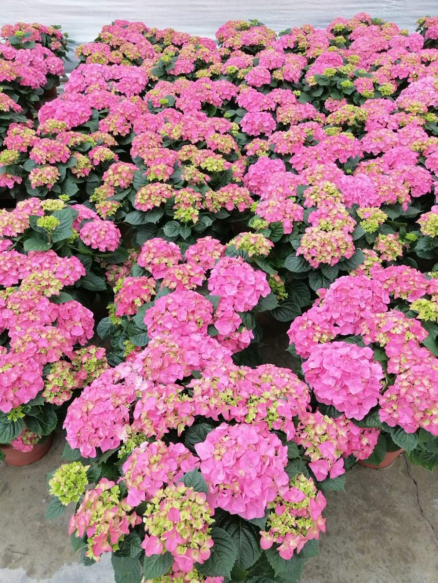 Tutti amano le ortensie! 🌸
Scenografica, decorativa, romantica: l'ortensia non può assolutamente mancare nel vostro giardino! 
➡️vaso 22
Colori: bianco, rosa, rosso, blu, bicolore
➡️vaso 30
Colori: bianco, blu, rosa, rosso
lucamaffucci.com
#salviamolafloricolturaitaliana