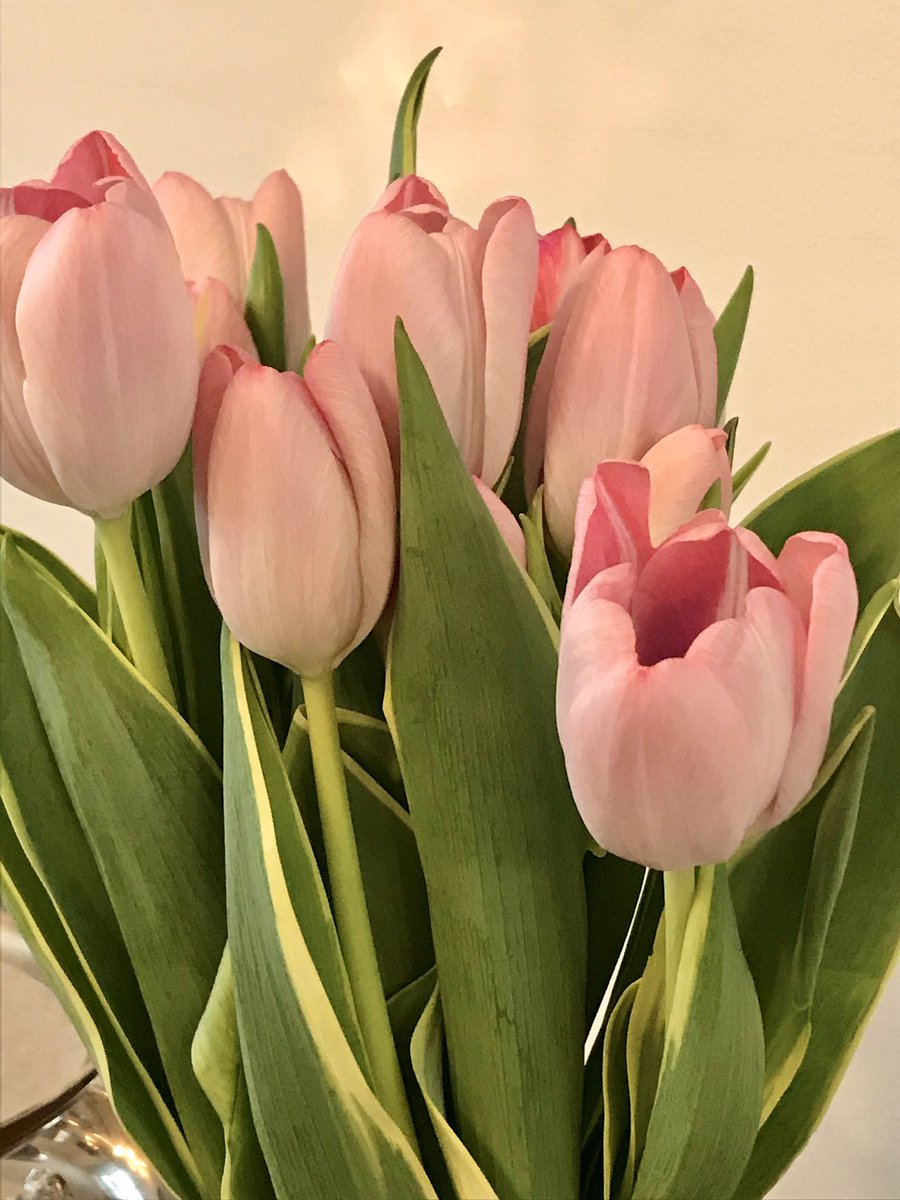 YlMe22's tweet photo. Kukat tuo iloa arkeen #tulppaanit #kevättäkohti @tikkalabros https://t.co/cz4267oiWB