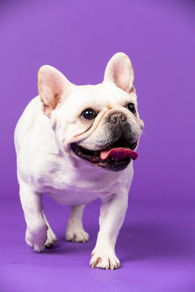 Meet Bowie &amp; Hank: Two of the friendliest Frenchies around.