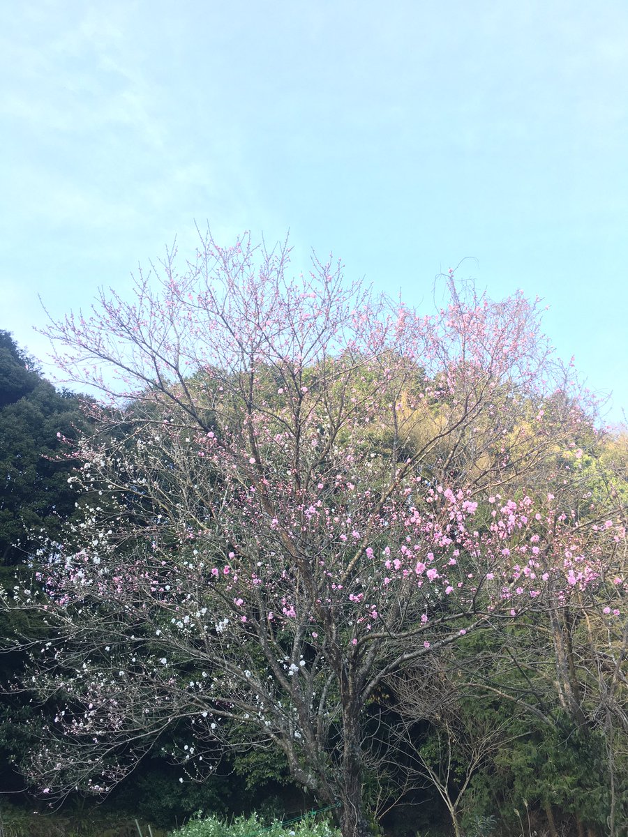 なーでん 今日の桃の花 うちの桃の花って1本の木に白い花とピンクの花の2種類の色が混在してて面白い 赤 桃 白 の3種類の 品種があるらしいけど うちには赤系の花はないみたい