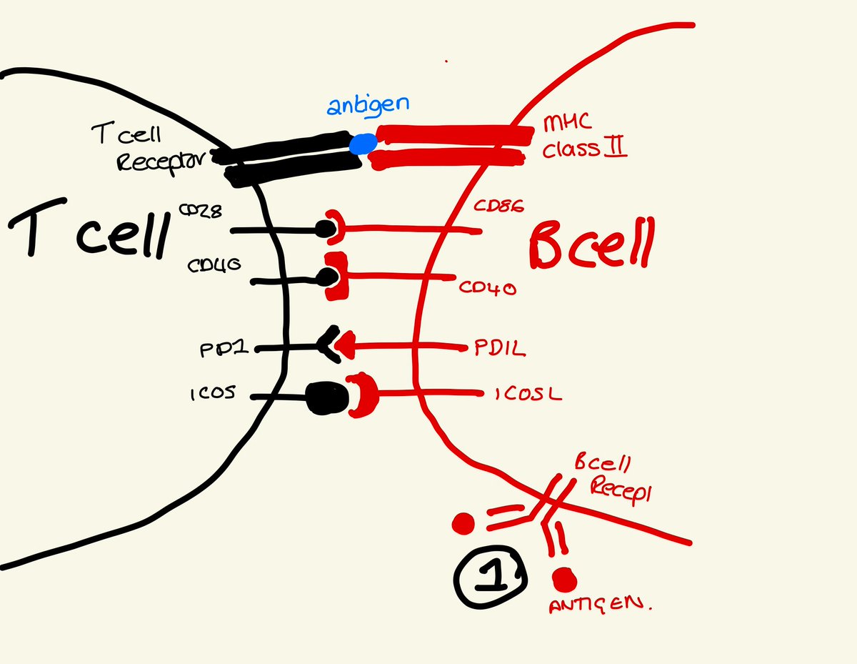 This deliverance of signal 2 to B cells, again requires direct contact, and we end up with multiple receptors binding to each other, to pass along information from the T helper cell, to the B cell. The B cell activates and gets down to work.