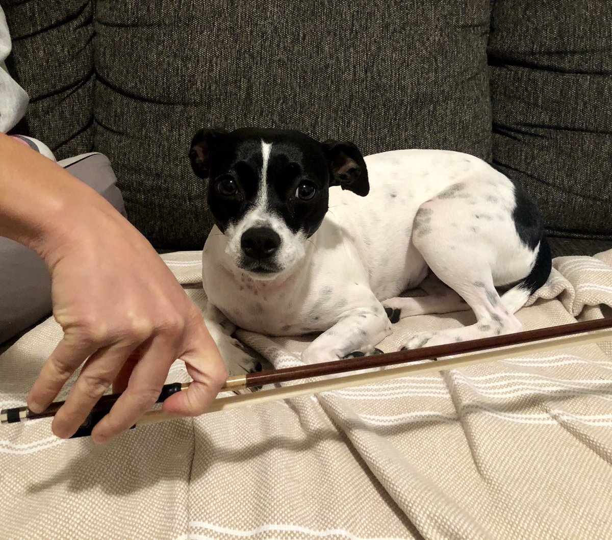 Orchestra students, I put some new things on the google classrooms! 

Junior Orchestra code: wm2buhi

Senior Orchestra code: 7v4ygdl

Feel free to show off your awesome bow hand position on this Monday morning! <a href="/WWP_Dalers/">WWP_Dalers</a> 🎻🎻🎻🎻