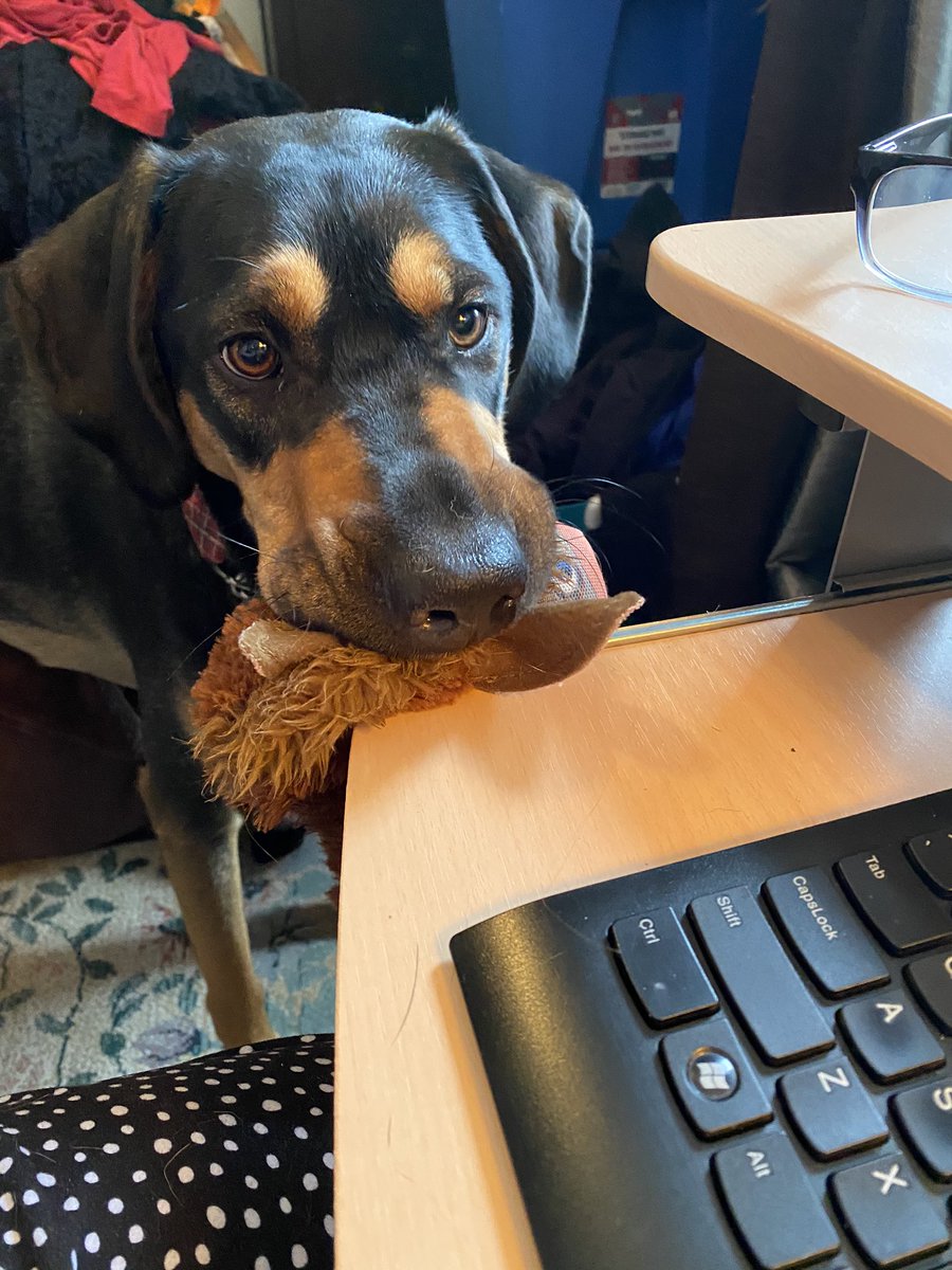 florabelle444's tweet photo. Someone isn’t quite understanding the concept of working at home. #notplaytime https://t.co/6ugHlTstka