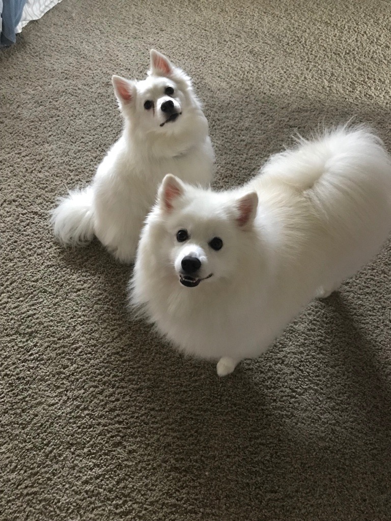 I think we all need a little something to brighten our day! Today is National Puppy Day, let's celebrate the unconditional love and affection puppies bring to our lives.  Share a pic of your dog (puppy or grown-up) we all could use the smile it will put on our faces!