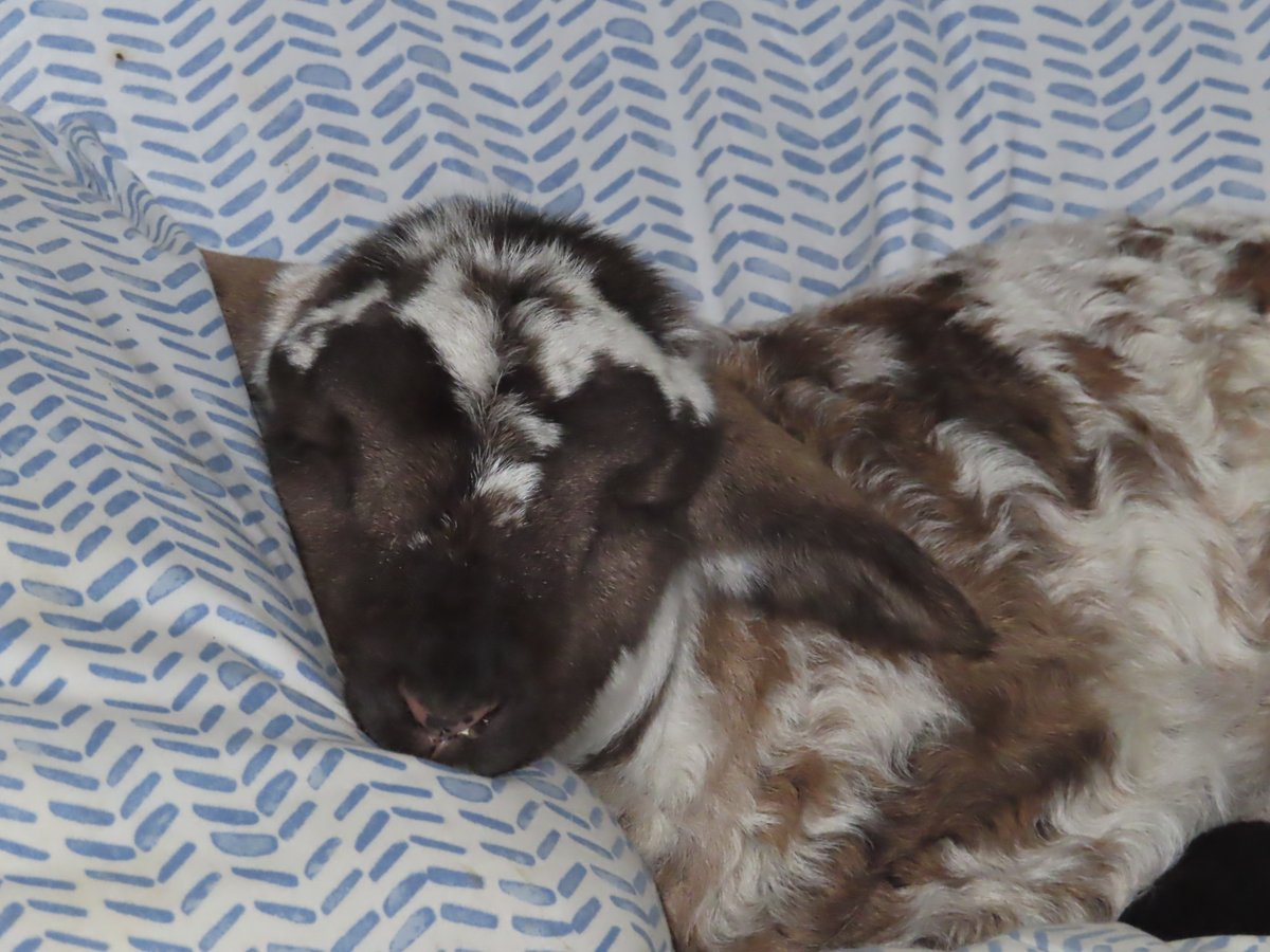 Freya the lamb went back to bed after breakfast - it's going to be another long, lazy day
#Vegan #sheep #animalsanctuary #AnimalRights #animalrescue
