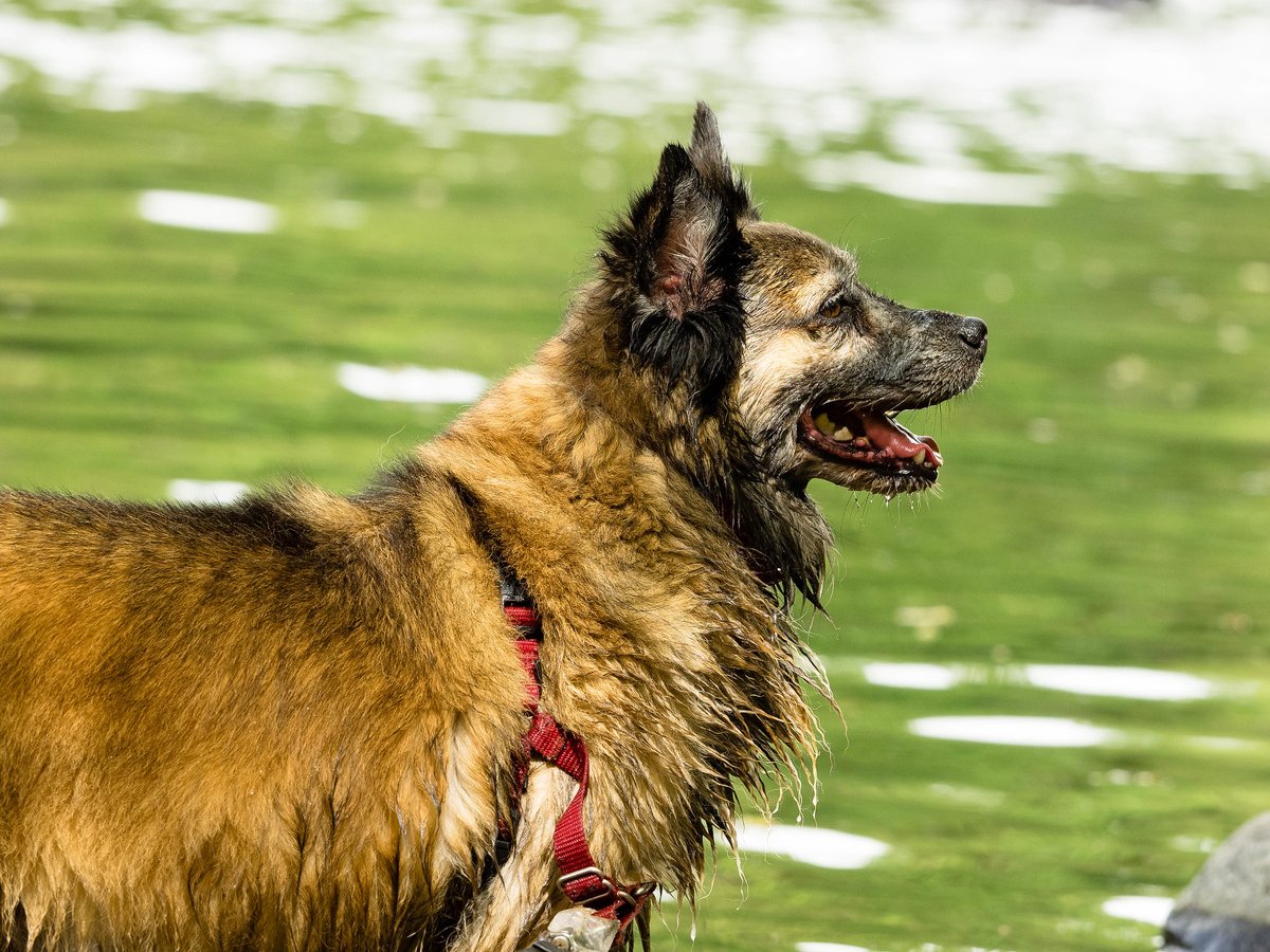 JRAvirginia's tweet photo. Happy #NationalPuppyDay! How are your pups handling the rain today? While rain is relaxing to watch & hear, if you haven't picked up after your dog, it will send that bacteria right into our waterways as #runoffpollution. Today's simple action - pick up that poop! https://t.co/jkfFgYnelY