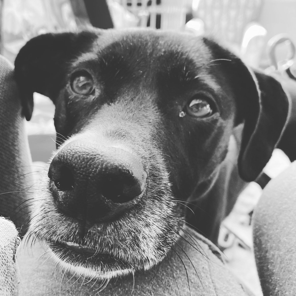 This sweet girl and I can get on board with #NationalPuppyDay 🐶 #QuarantineLife #StayHome