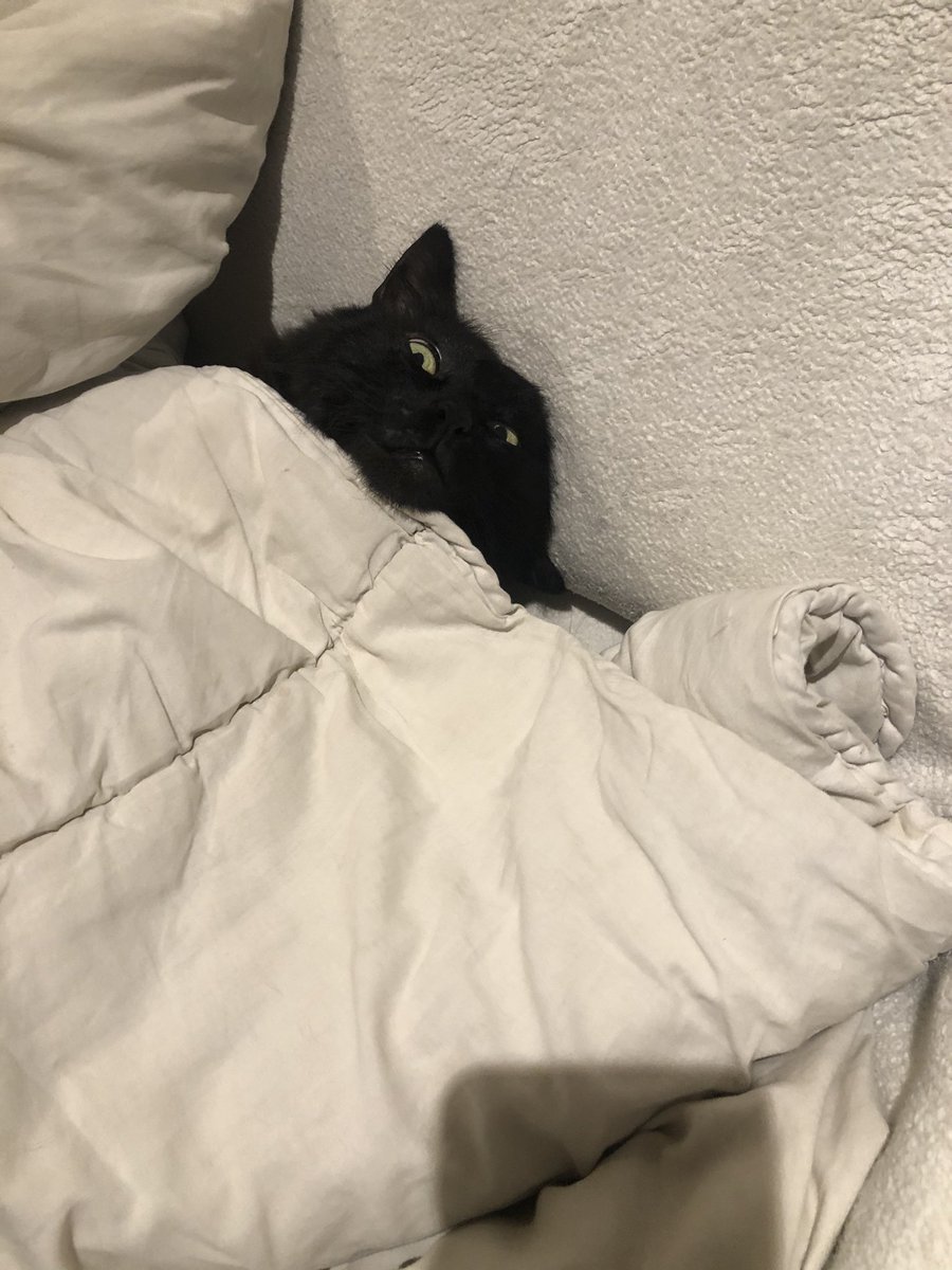eveboriee's tweet photo. This was when I caught Salem sleeping under the covers #Europets https://t.co/h9ioottBEq