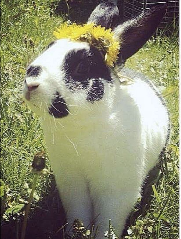 bESCpositive's tweet photo. And letโs not forget this sweet boi, who passed away 4 years ago ๐#Europets https://t.co/HUH0cV41UP