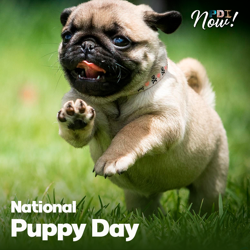 PDInow's tweet photo. Un perro es lo único en la tierra que te amará más de lo que se ama a sí mismo. 🐶 ❤

#pdinow #NationalPuppyDay #inconditionallove #pets https://t.co/0CIypVM539