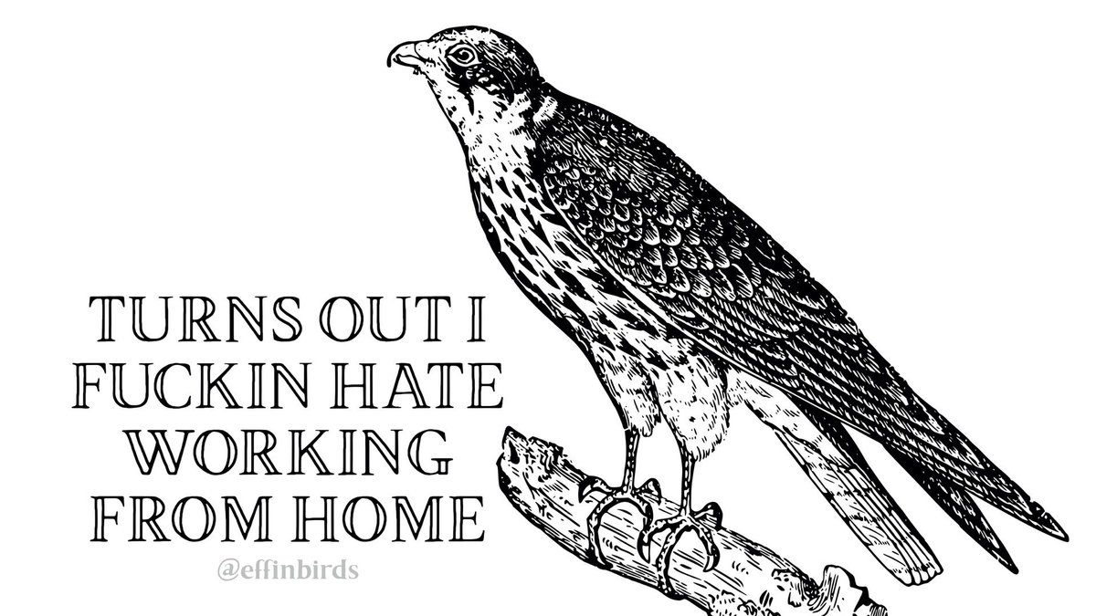 EffinBirds's tweet photo. https://t.co/en4CmoKfh9