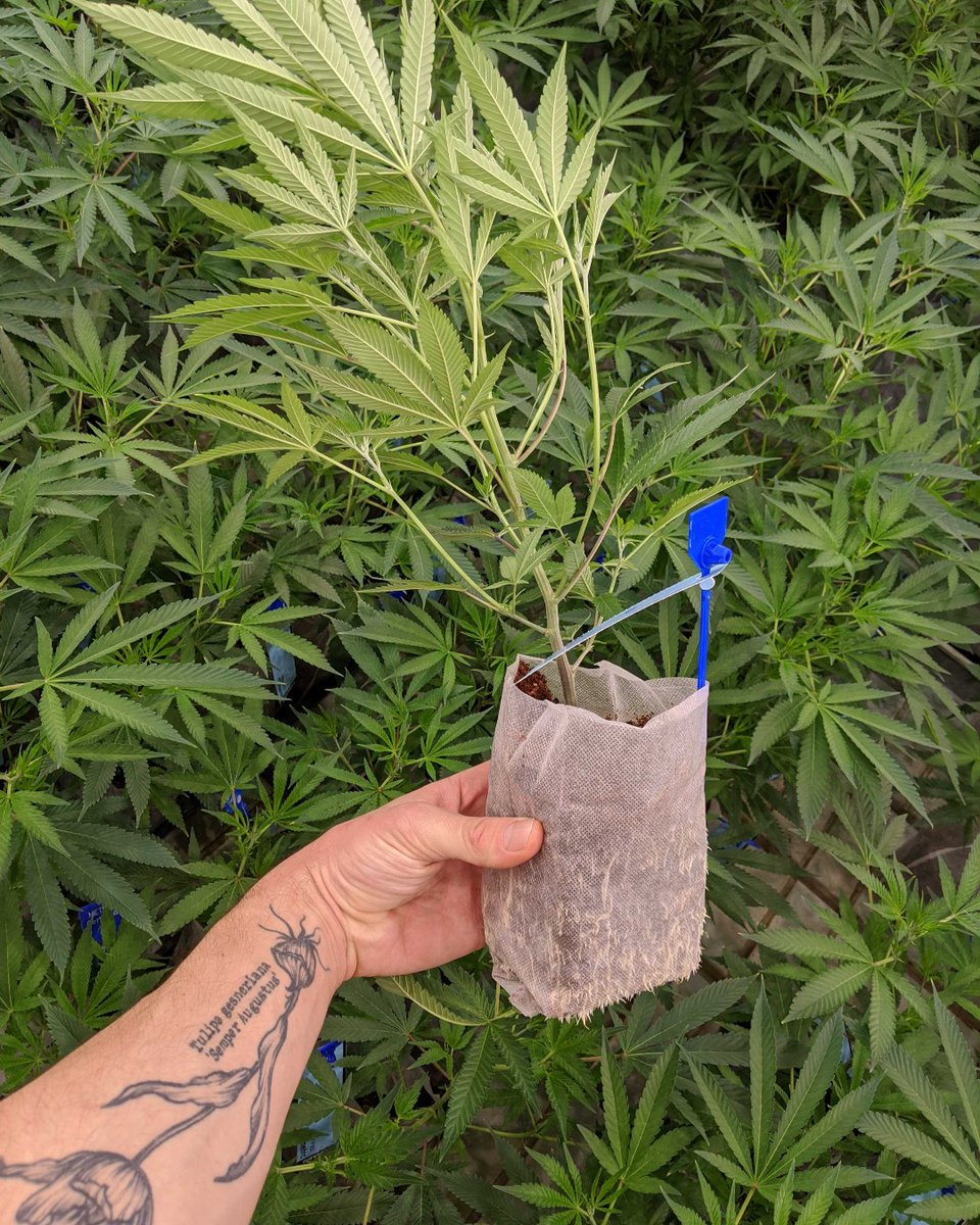Shift Cannabis tweet media