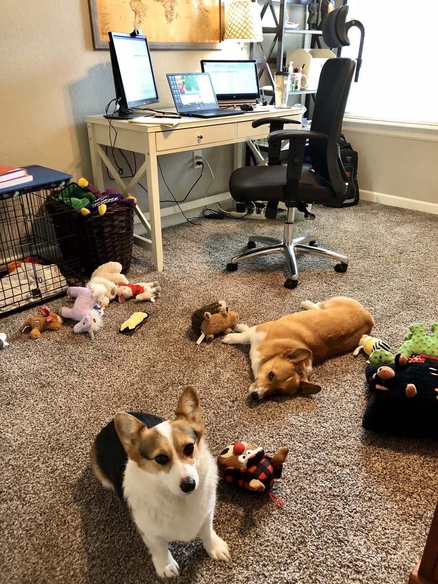 Rachel_HRPro's tweet photo. It seems that we’ve acquired some temporary help. Lydia joined our office to help manage the toy situation. PSA: We’re fostering this little girl. If you can, consider fostering. The shelters and rescues are beyond full. #BKDRemote #WFM #COVID19 https://t.co/8pFmfOUEyn