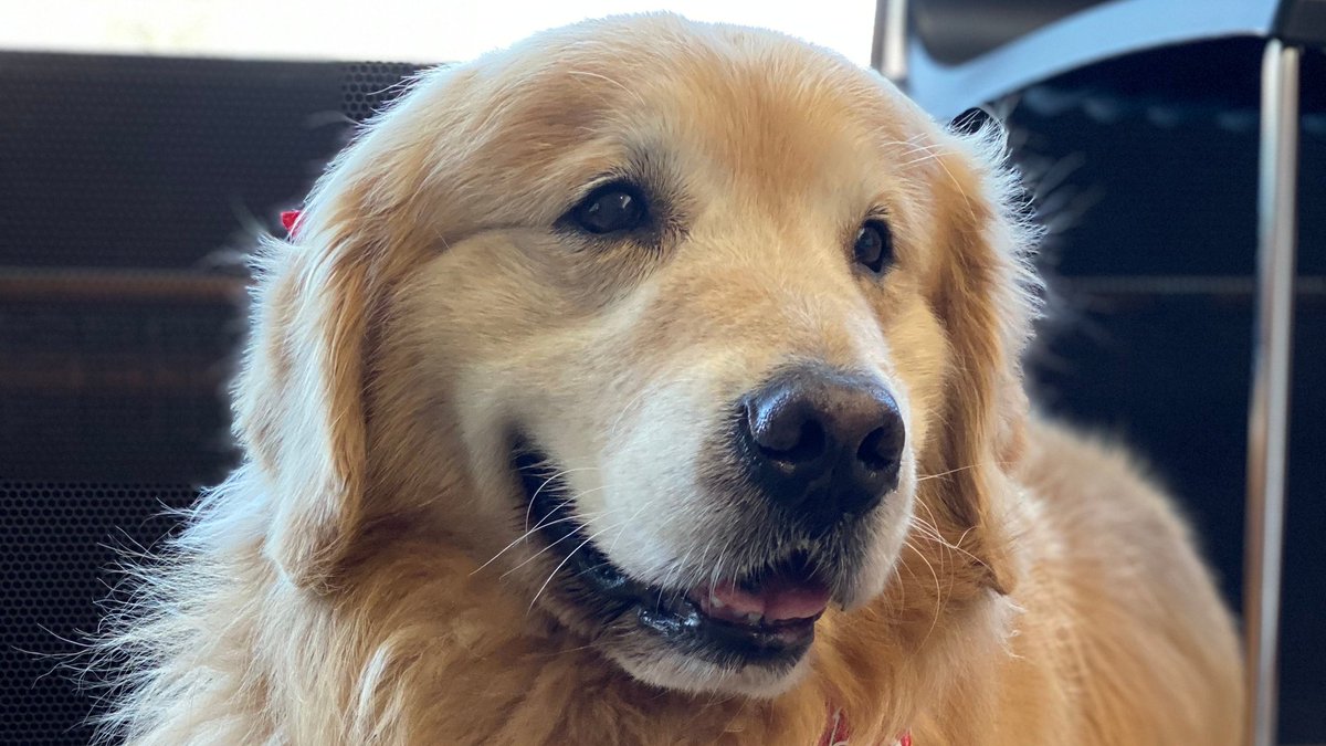 sportscar365's tweet image. We are saddened to hear that @WeatherTech’s ‘Scout’ has passed away after a long and courageous battle with cancer. He will be deeply missed in the @IMSA paddock. #RIPScout #PetsMakeaDfference