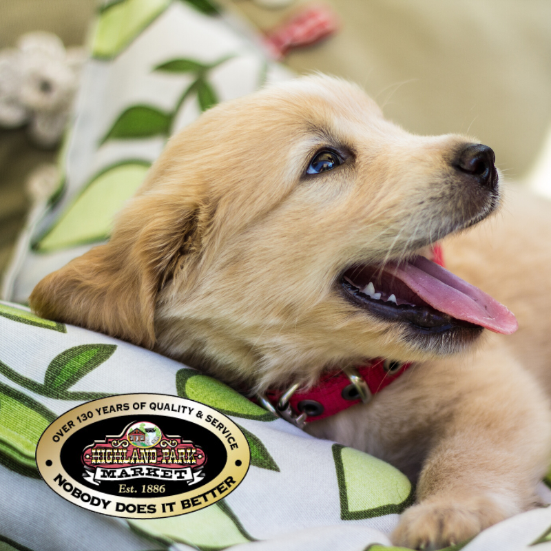 Today's National Puppy Day! Have any photos of your pup to share? We'd love to see!