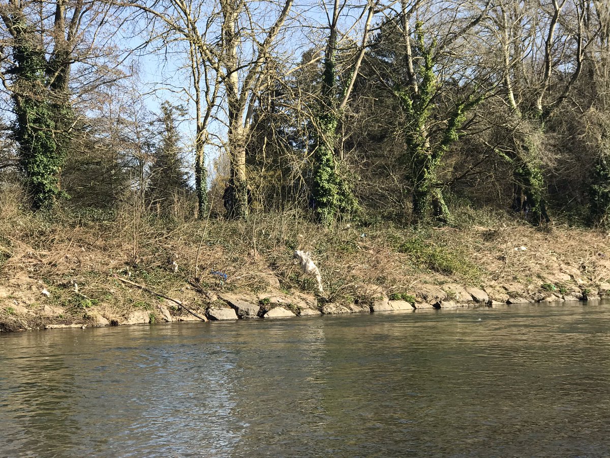 danbigblue's tweet photo. @cardiffcouncil I know times are crazy with #CODIV_19 but since the storms last month I have seen no efforts to clean up our riverbanks. It breaks my heart to see this neglect. Not good for nature or the image for the city. Is there a clean up due? 

#plasticfree #plasticpatrol https://t.co/5nN2NipSPY