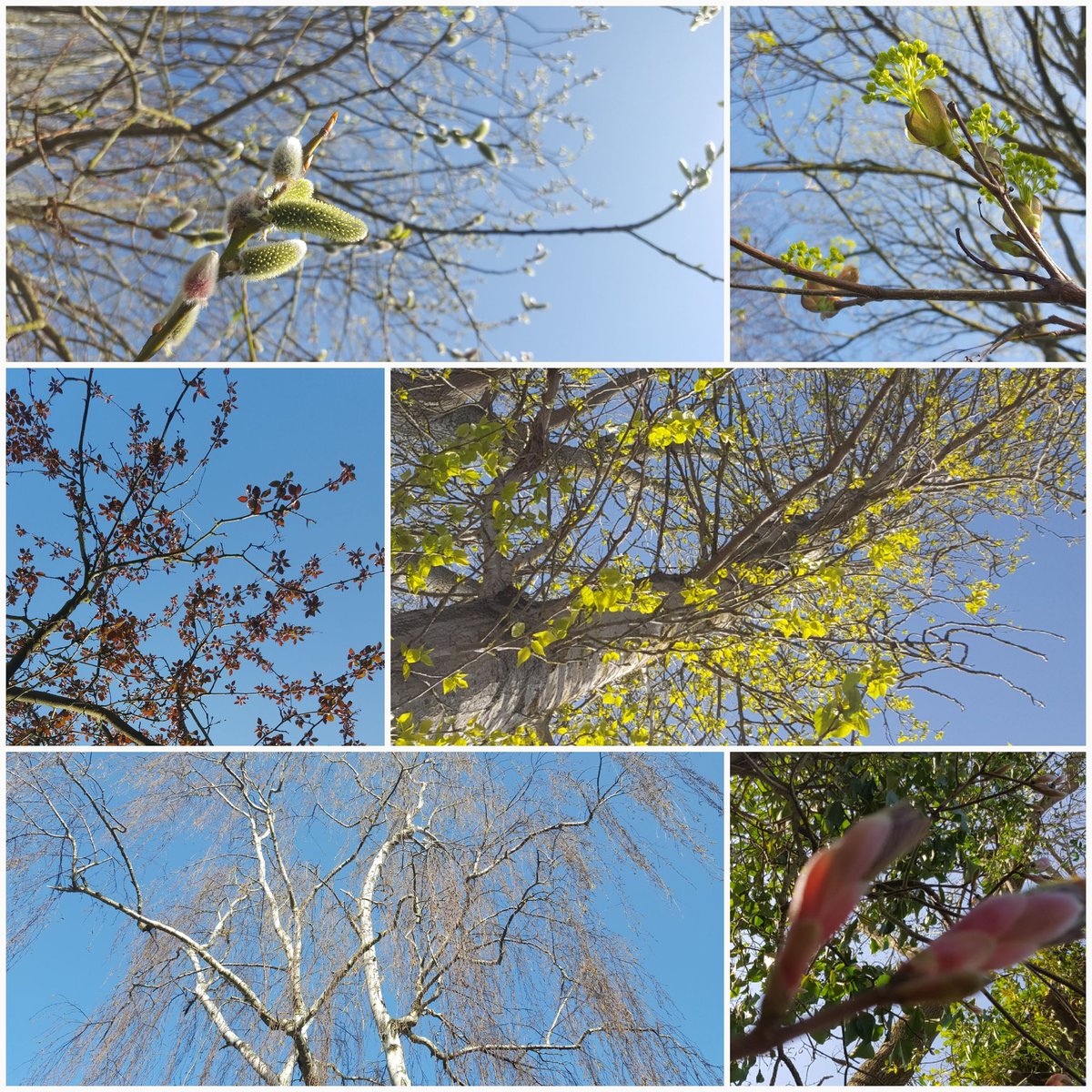 Look up 👀☝️
#BlueSky, #branches and #buds 
#ExercisingOutdoors #NordicWalking #Day7 #nature #hope #Exeter #WalkingSolo  #noticing