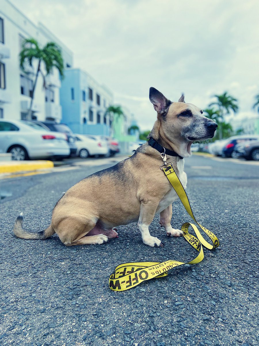 Baterisma's tweet image. Sacar a Chamaco a pasear, la nueva actividad extrema. #cuarentena #CoronaVirus #ShitIsReal