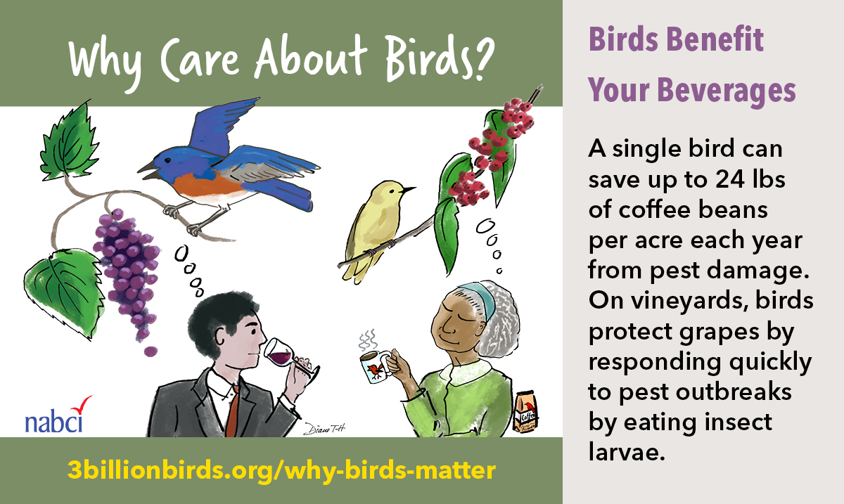 ncbirdingtrail's tweet photo. As you sip on your morning #coffee or evening #wine, remember that #birds make a helpful contribution to the system of beverage making. It's another reason #WhyBirdsMatter!
#birdwatching #ncbirds #ncbirding #birding #wildlife #birdsofnc #bringbirdsback #birdfriendlycoffee https://t.co/NOXToZKUdu