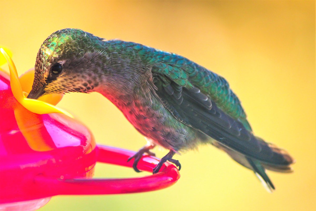 One thing I really love about home is being able to watch the #birds. It's fun to watch them interact with each other and live in their kind of separate world. #MondayMorning