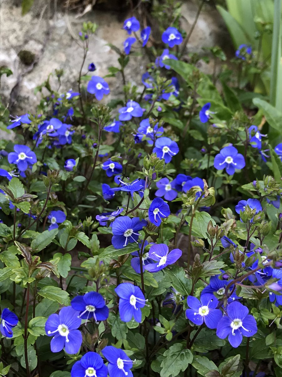 nath_et_isis's tweet photo. A white and blue March 2020 afternoon
#gardening #LoveFlower #spring #perennials #flower #jardin #fleurs #WhiteBloom #blue #viola
#garden #StayAtHomeSaveLives https://t.co/JpU69wWmRG