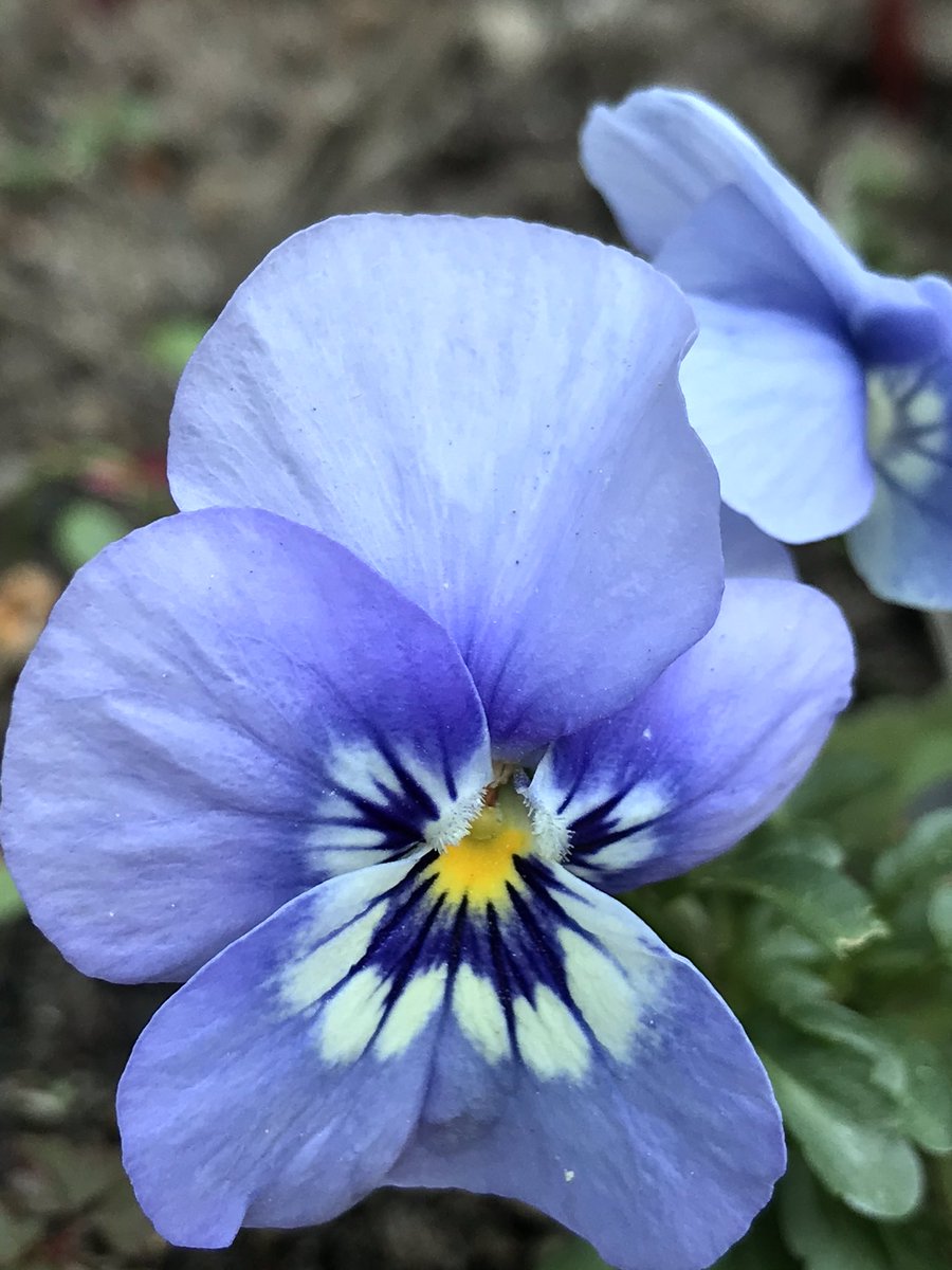 nath_et_isis's tweet photo. A white and blue March 2020 afternoon
#gardening #LoveFlower #spring #perennials #flower #jardin #fleurs #WhiteBloom #blue #viola
#garden #StayAtHomeSaveLives https://t.co/JpU69wWmRG