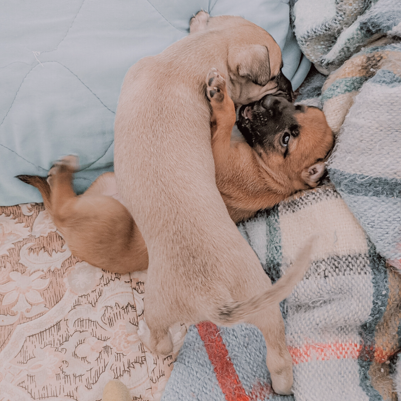 Wake up with your #BestFriend at The Cheshire. We're #PetFriendly! 🐾😍 #NationalPuppyDay vlsm.io/2i02