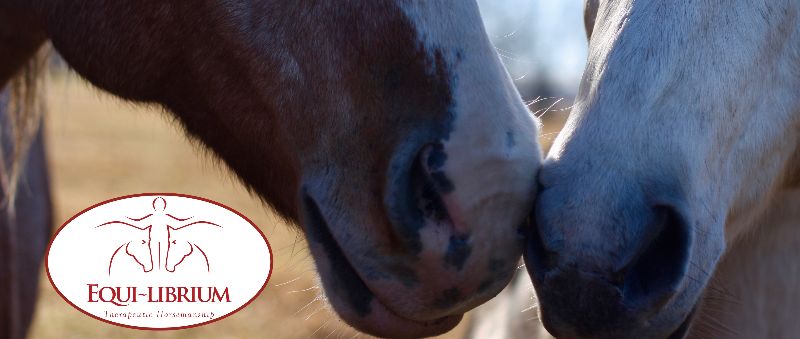 Equi-librium Help our Horses - mailchi.mp/8b445bcb4ff1/e…