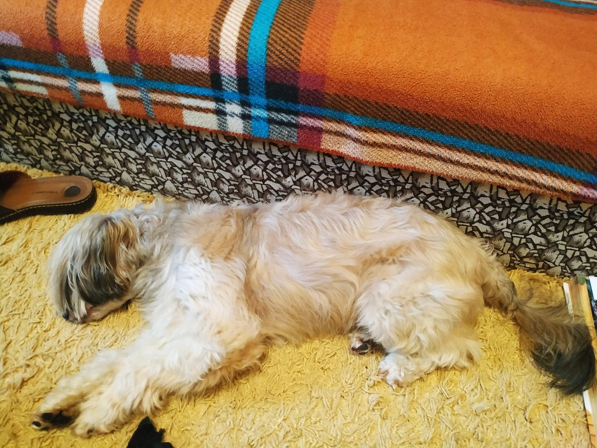 iambluuuee's tweet photo. Welcome my doggo๐ His name is Charlie
#Europets https://t.co/jDgefZB5Kc