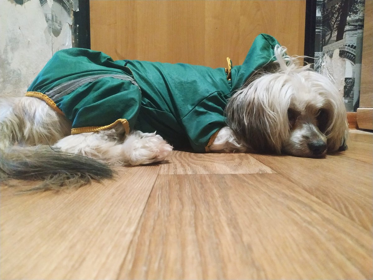 iambluuuee's tweet photo. Welcome my doggo๐ His name is Charlie
#Europets https://t.co/jDgefZB5Kc