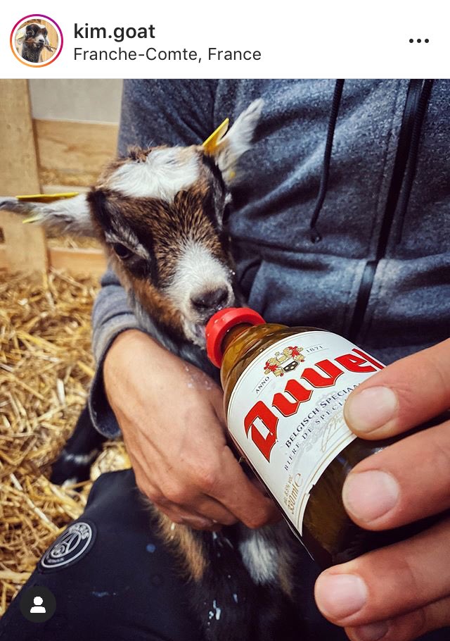 Dans La Musette Pour Ceux Qui Veulent Des Nouvelles De La Chevre De Thibaut Pinot Elle Va Bien Elevee A La Duvel Ca Rigole Pas En Franche Comte T Co Hcxtegq0z2 Dans La Musette Pour Ceux Qui Veulent Des Nouvelles De La Chevre De Thibaut Pinot Elle Va Bien Elevee A La Duvel Ca Rigole Pas En Franche Comte T Co Hcxtegq0z2