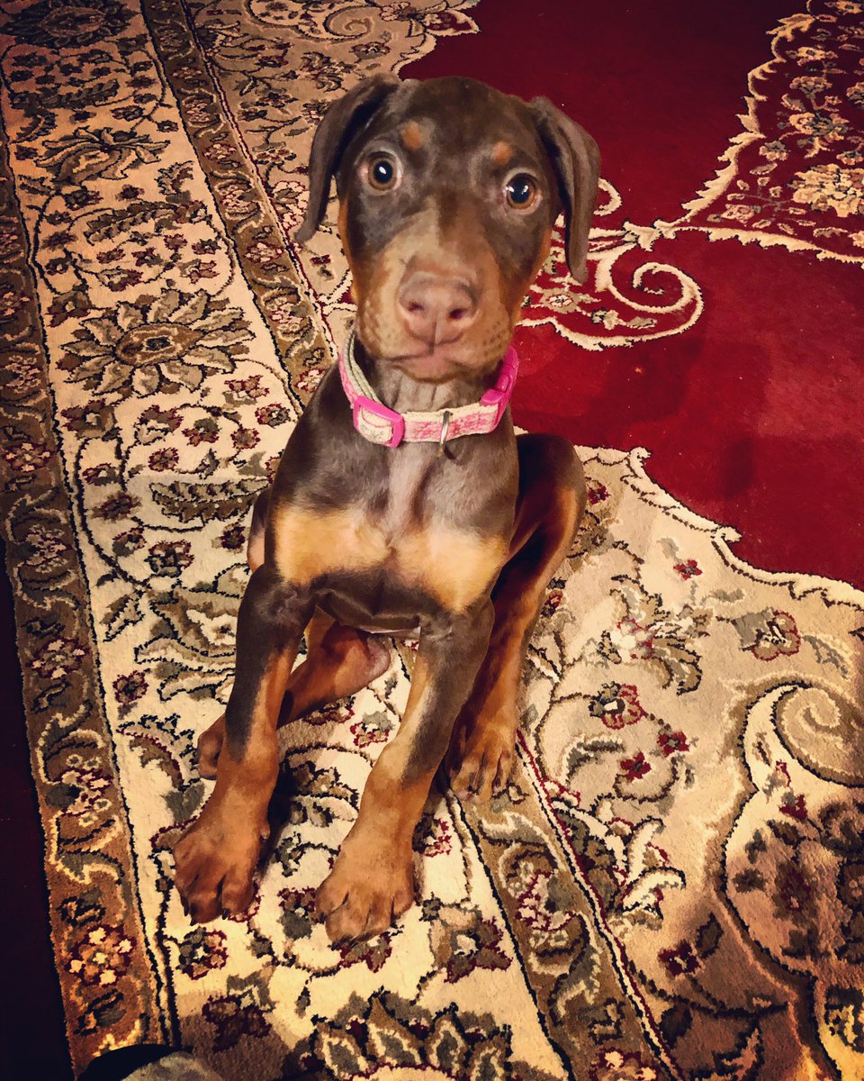 Happy #NationalPuppyDay from our new little Doberman girl Avalon 💕