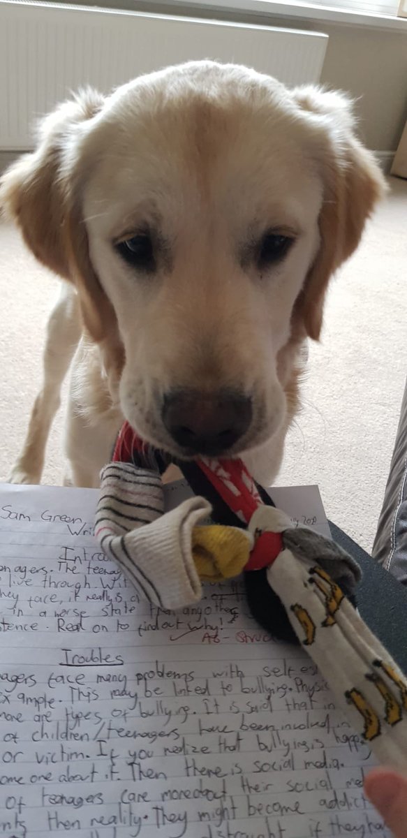 RealAMEBourne's tweet photo. @dog_rates @dog_feelings https://t.co/GBFLwnisnI